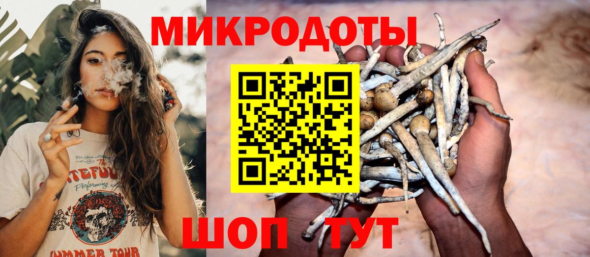 Псилоцибиновые грибы Cubensis Томск
